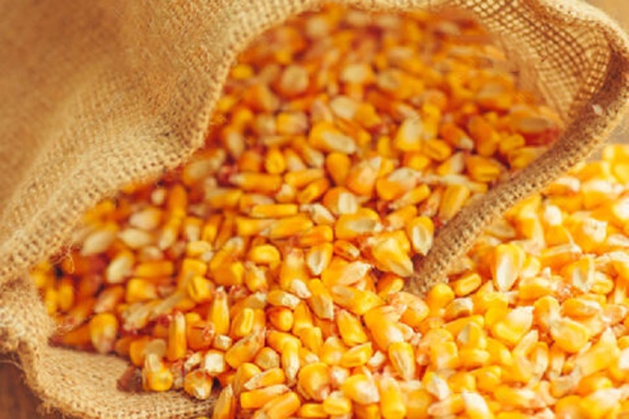 Yellow-Maize