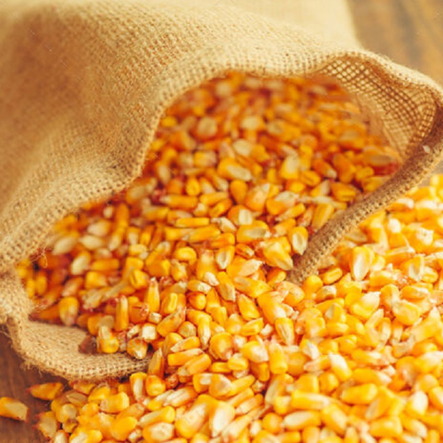 Yellow-Maize