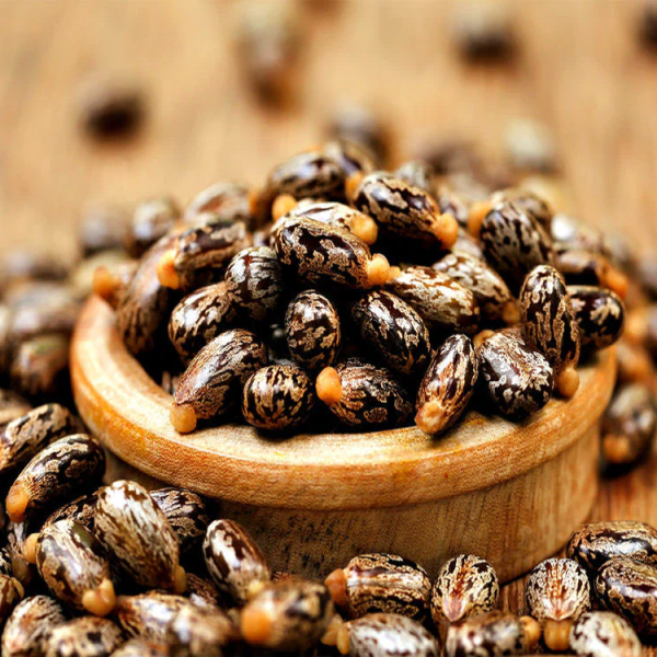 castor seed