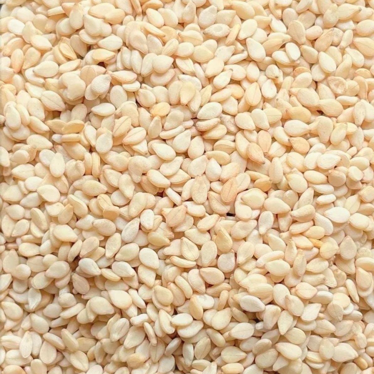 Sortex Sesame Seeds